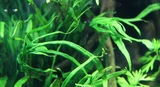 Microsorum pteropus Trident na korzeniu - TROPICA