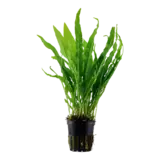Microsorum pteropus TROPICA (koszyk)