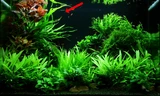 Microsorum pteropus TROPICA (koszyk)