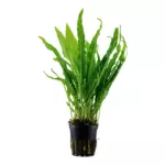 Microsorum pteropus TROPICA (koszyk)