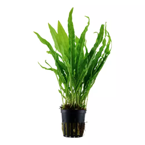 Microsorum pteropus TROPICA (koszyk)