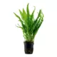 Microsorum pteropus TROPICA (koszyk)