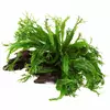 Microsorum pteropus Windelov na korzeniu - TROPICA