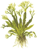 Microsorum pteropus Windelov - TROPICA (koszyk)
