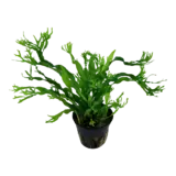 Microsorum pteropus Windelov - TROPICA (koszyk)