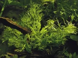 Microsorum pteropus Windelov - TROPICA (koszyk)