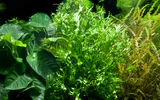 Microsorum pteropus Windelov - TROPICA (koszyk)