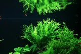 Microsorum pteropus Windelov - TROPICA (koszyk)