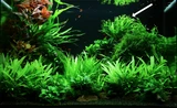 Microsorum pteropus Windelov - TROPICA (koszyk)