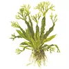 Microsorum pteropus Windelov - TROPICA (koszyk)