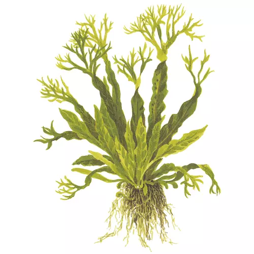 Microsorum pteropus Windelov - TROPICA (koszyk)