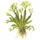 Microsorum pteropus Windelov - TROPICA (koszyk)