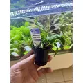 Microsorum sp. india Green Gnome - SONGROW (koszyk)