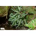 Microsorum sp. india Green Gnome - SONGROW (koszyk)