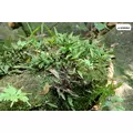 Microsorum sp. india Green Gnome - SONGROW (koszyk)