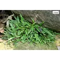 Microsorum sp. india Green Gnome - SONGROW (koszyk)