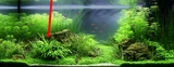 Microsorum trident - TROPICA (koszyk)