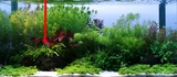 Microsorum trident - TROPICA (koszyk)
