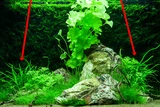 Microsorum trident - TROPICA (koszyk)