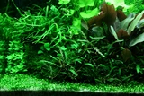 Microsorum trident - TROPICA (koszyk)