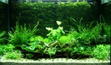 Microsorum trident - TROPICA (koszyk)