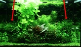 Microsorum trident - TROPICA (koszyk)