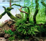Microsorum trident - TROPICA (koszyk)