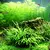 Microsorum trident - TROPICA (koszyk)