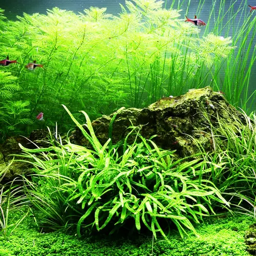 Microsorum trident - TROPICA (koszyk)