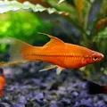 Mieczyk czerwony - Xiphophorus hellerii