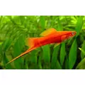 Mieczyk czerwony - Xiphophorus hellerii