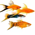 Mieczyk czerwony - Xiphophorus hellerii