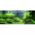 Myriophyllum mattogrossense - TROPICA (koszyk)