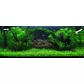 Myriophyllum mattogrossense - TROPICA (koszyk)