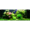 Myriophyllum mattogrossense - TROPICA (koszyk)