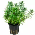 Myriophyllum mattogrossense - TROPICA (koszyk)