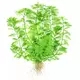 Myriophyllum mattogrossense - TROPICA (koszyk)
