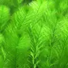Myriophyllum simulans - RA koszyk du�y XXL