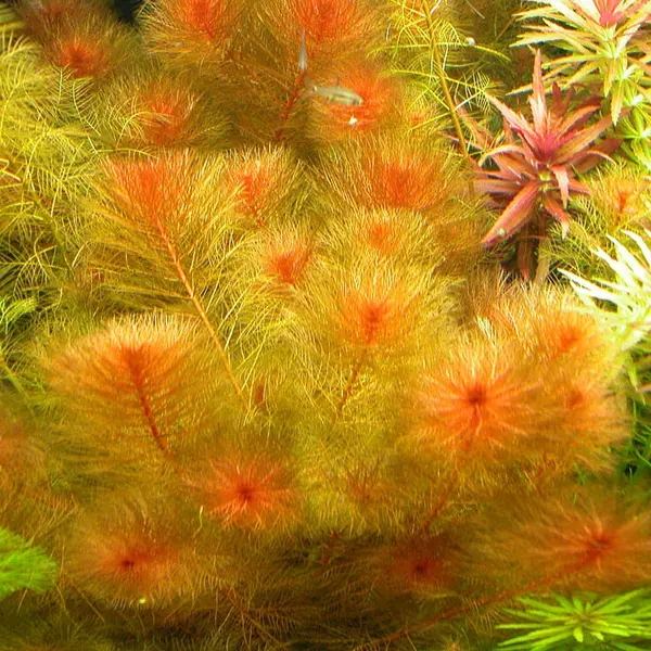 Myriophyllum tuberculatum red - RA koszyk XXL