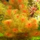 Myriophyllum tuberculatum red - RA koszyk XXL