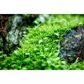 Neo Tabs Plant K - naw�z potasowy w tabletkach 