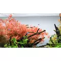 Neo Tabs Plant K - naw�z potasowy w tabletkach 