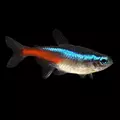 Neon Innesa - Paracheirodon innesi