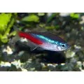 Neon Innesa - Paracheirodon innesi