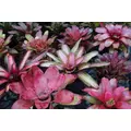 Neoregelia bromelia