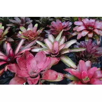 Neoregelia bromelia