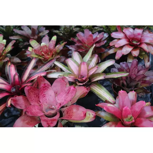 Neoregelia bromelia