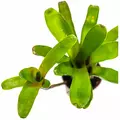 Neoregelia bromelia