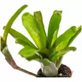Neoregelia bromelia