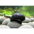 Neritina black helmet